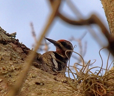 [The head and upper part of the body is visible above a tree branch. This bird has a large pointed black beak. It's body is a series of black and white stripes with a bit of red on the front of its head and under its beak.]